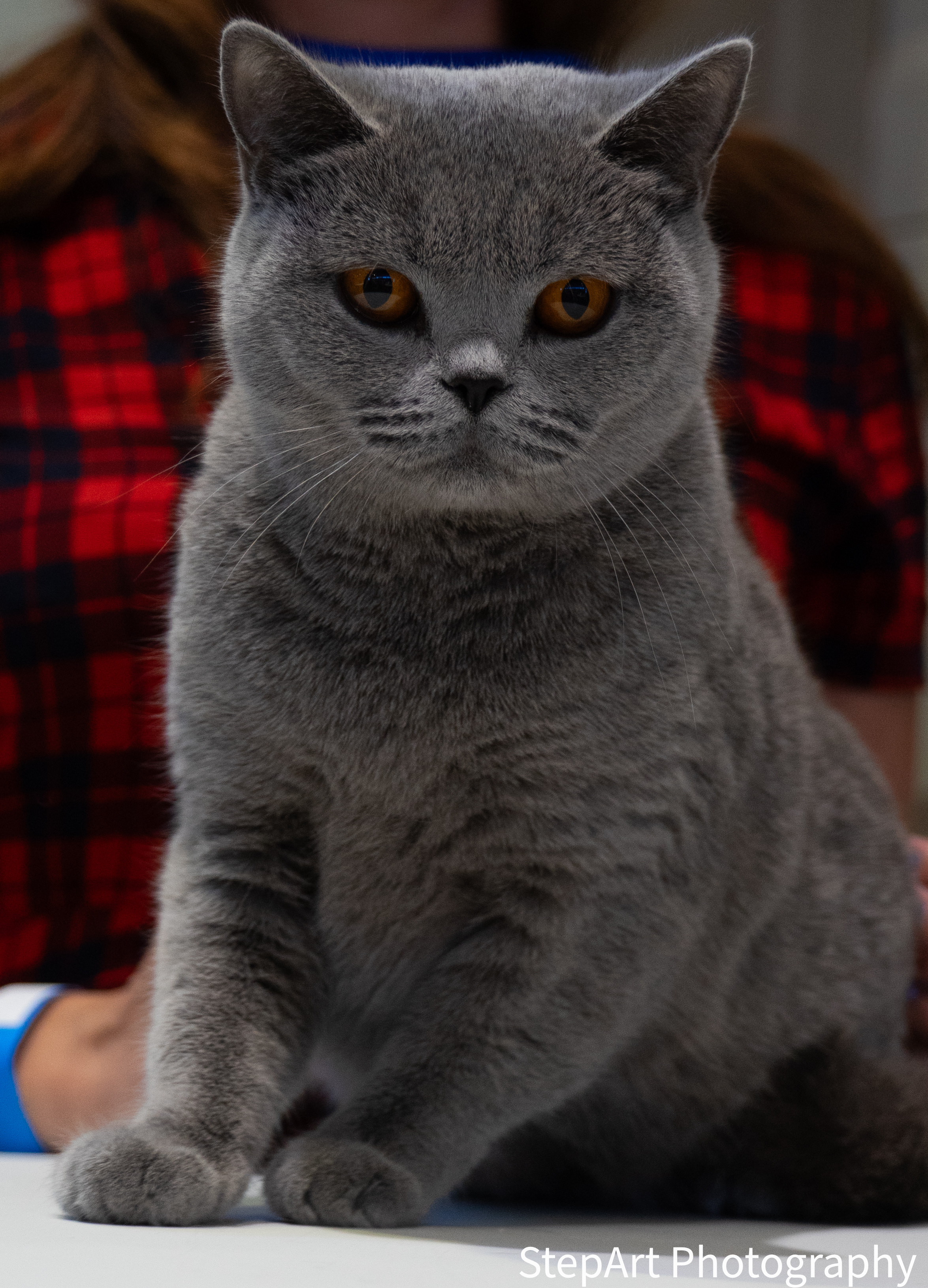 CH. JCH Aurora Fobia's Line *SK